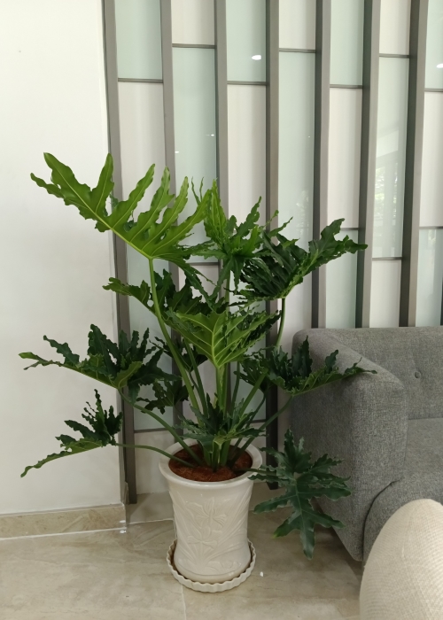 Cây trầu bà thanh xuân